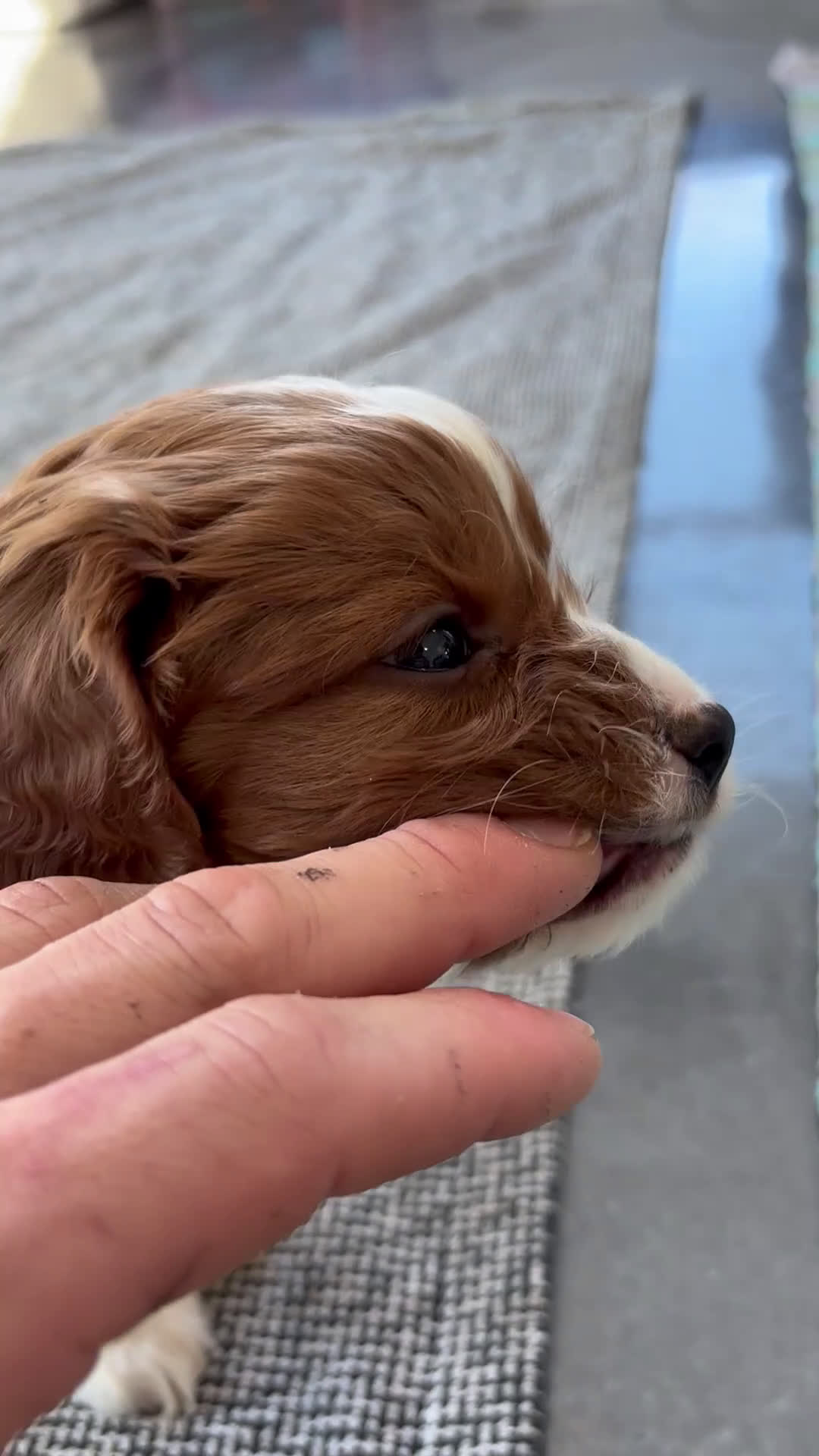 Cavapoo dogs for sale: Sky - Video 5