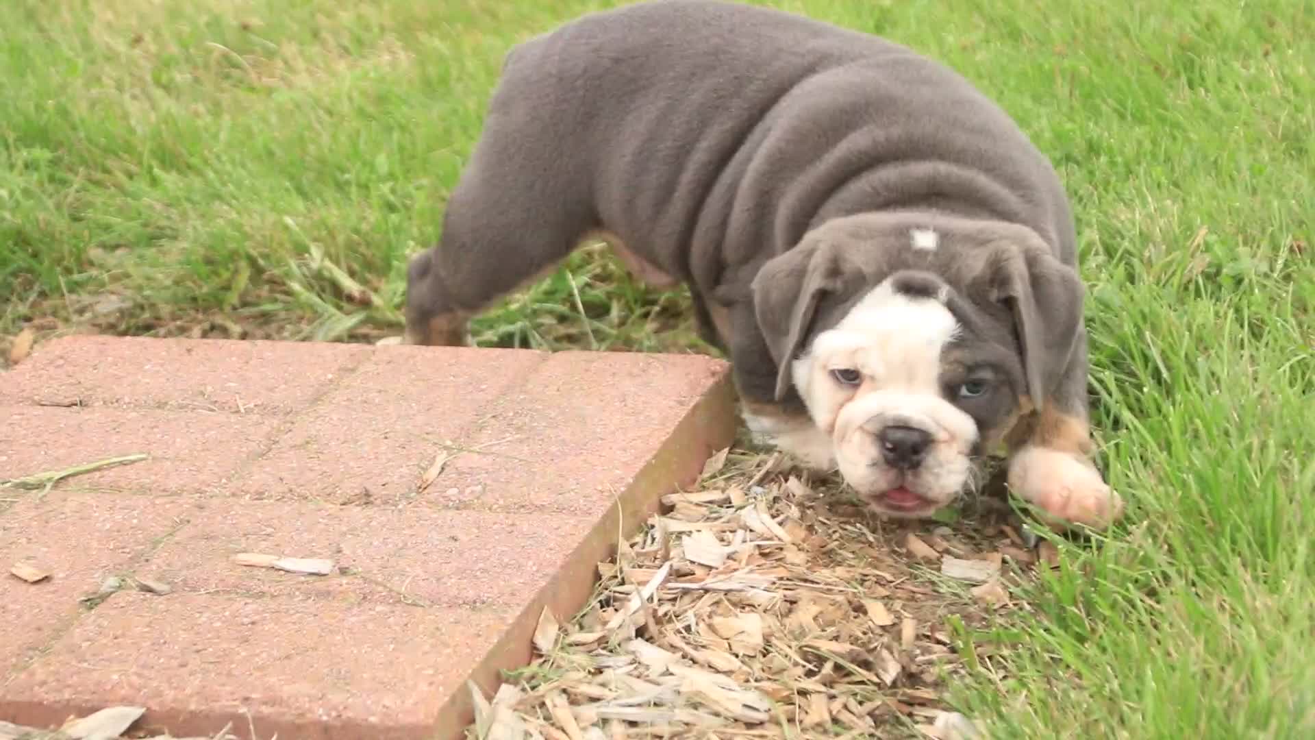 Mixed Breed dogs for sale: Duke Victorian Bulldog - Video 2