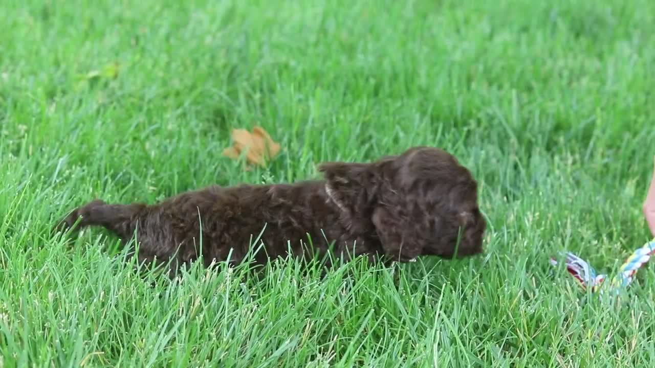 Cockapoo dogs for sale: Teddy - Video 3