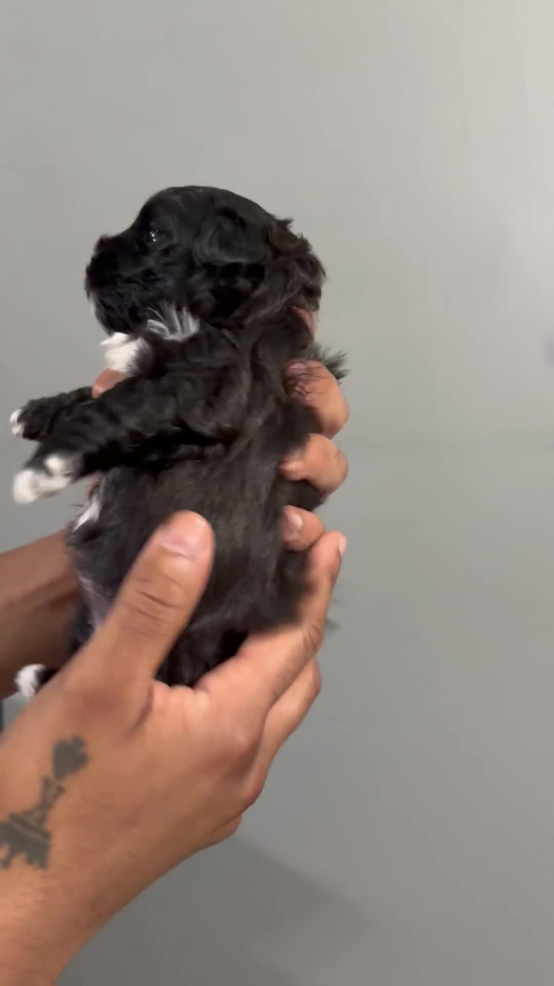 Shih Tzu dogs for sale: Cookie - Video 1