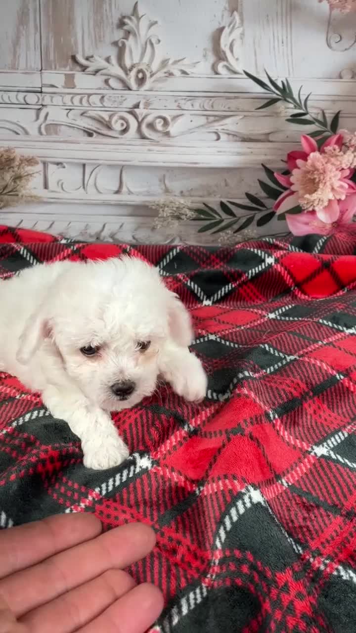 Bichon Frise dogs for sale: AKC-Faith - Video 1