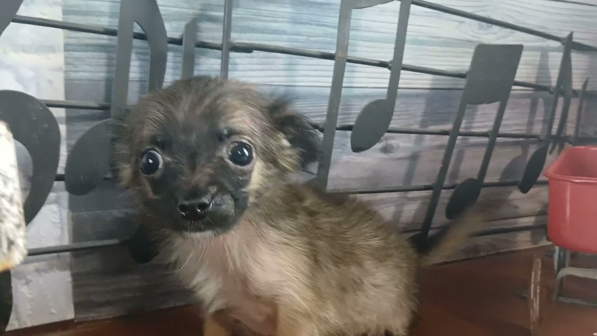 Chihuahua dogs for sale: Micro teacup long hair darker boy. Hand Delivery  - Video 1
