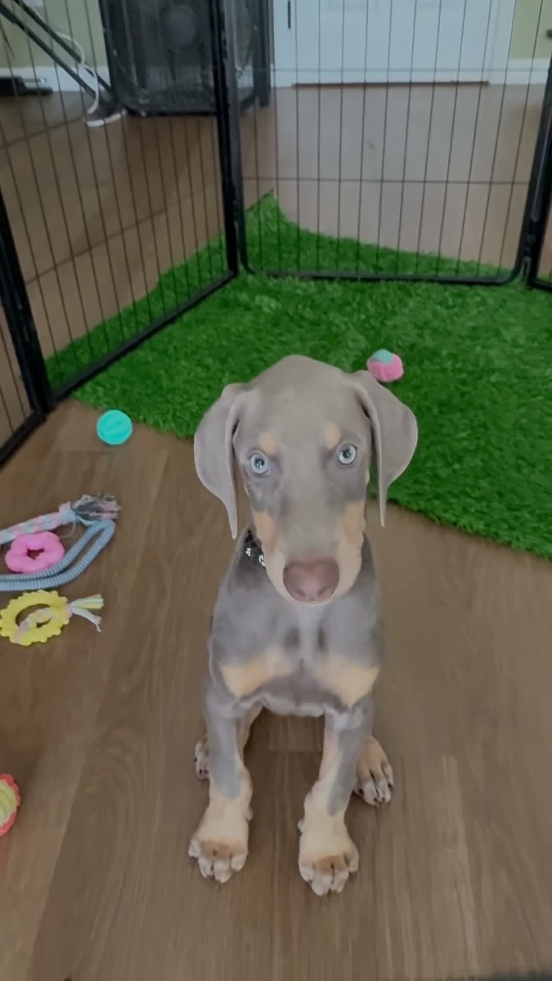 Doberman Pinscher dogs for sale: Black collar female  - Video 1