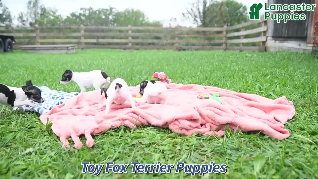 Toy Fox Terrier dogs for sale: Buster - Video 1