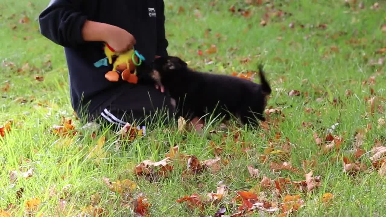 German Shepherd dogs for sale: Ronnie - Video 1