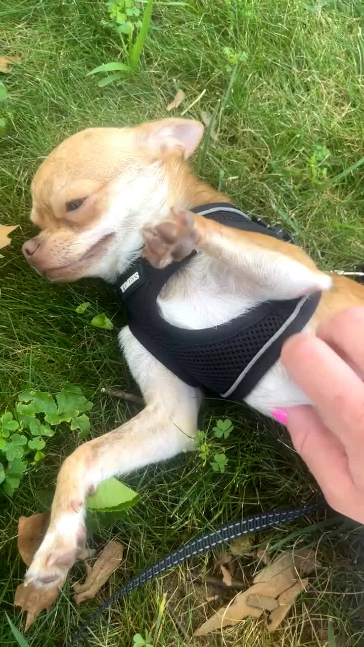 Chihuahua dogs for sale: Chihuahua Puppy 1 - Video 1