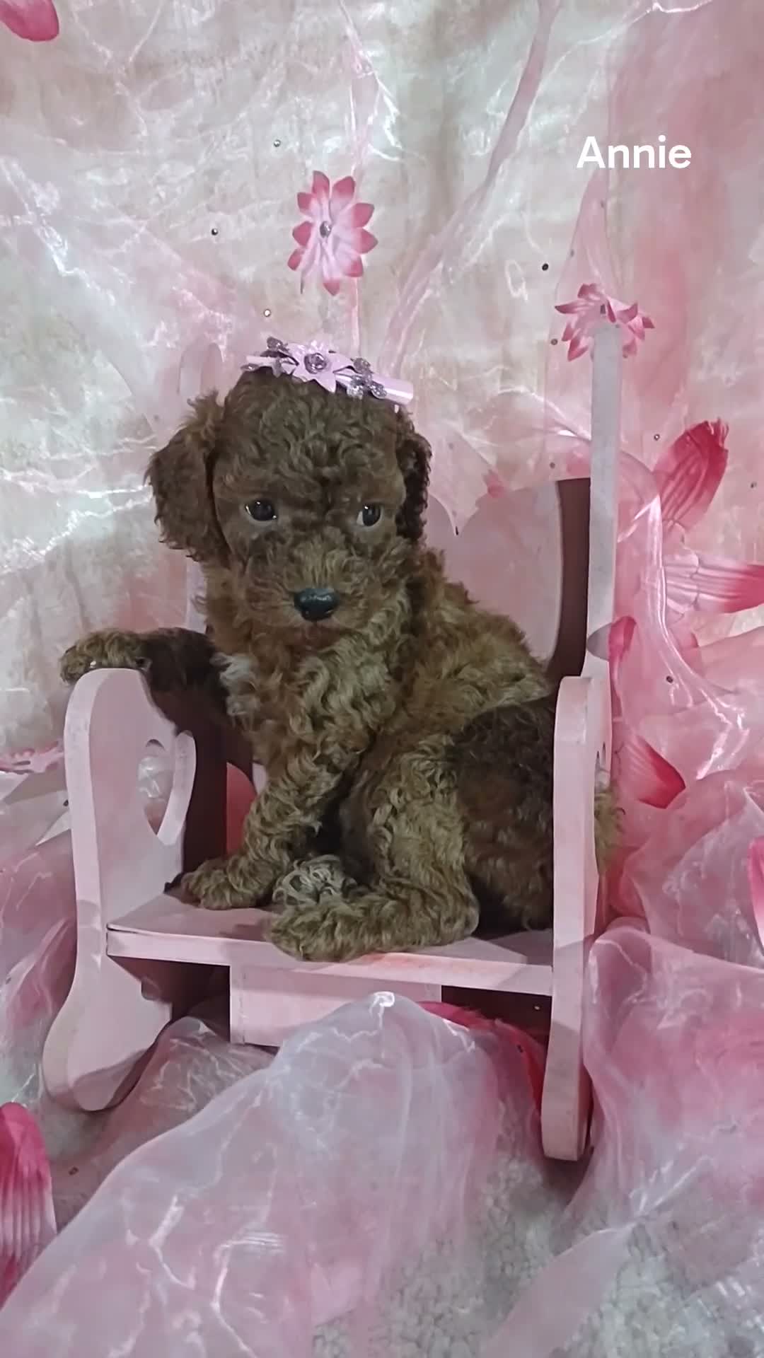 Cavapoo dogs for sale: Cavapoo F1b 9 Annie - Video 1