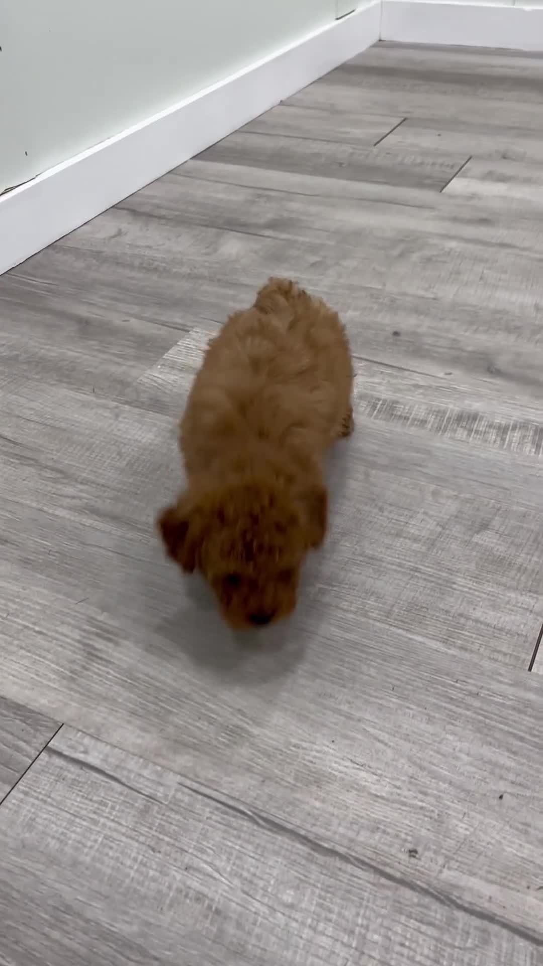 Miniature Poodle dogs for sale: Scarlett - Video 1