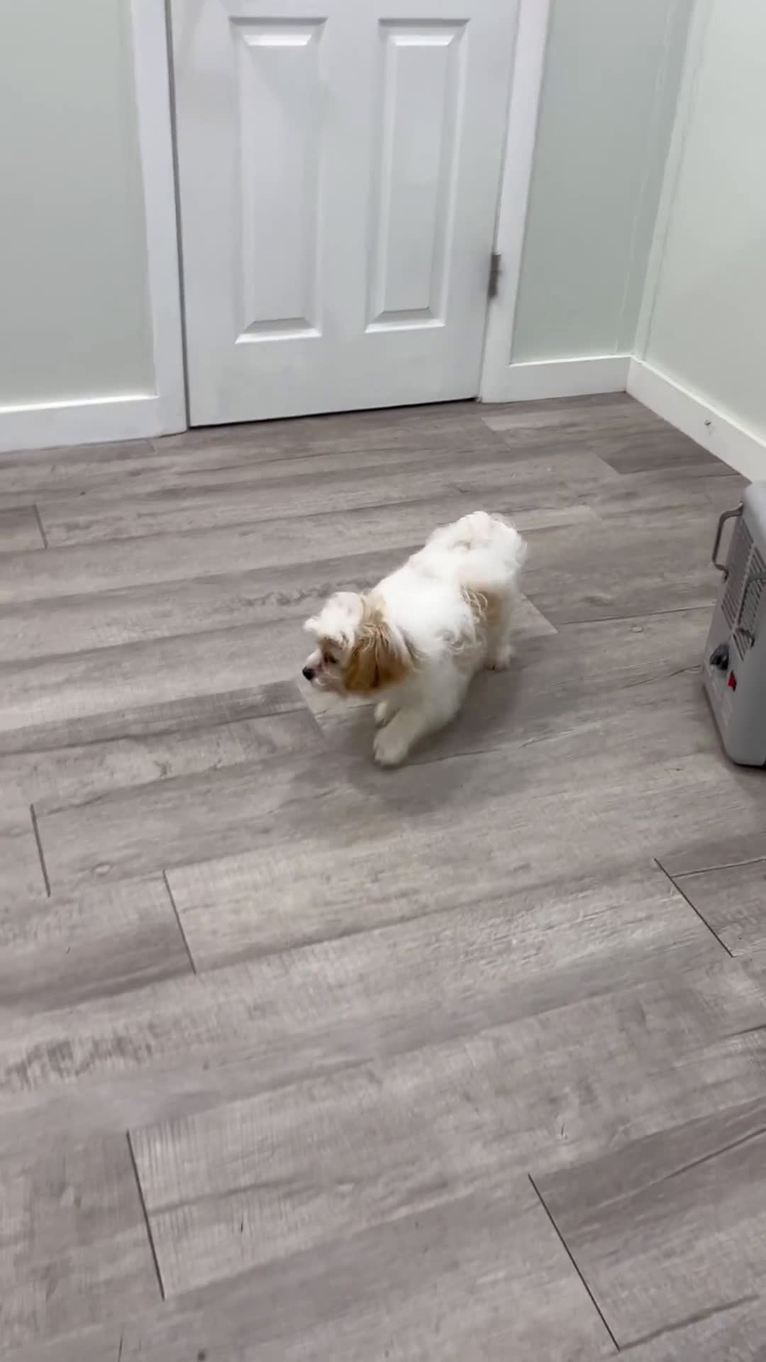 Cavapoo dogs for sale: Ollie - Video 1