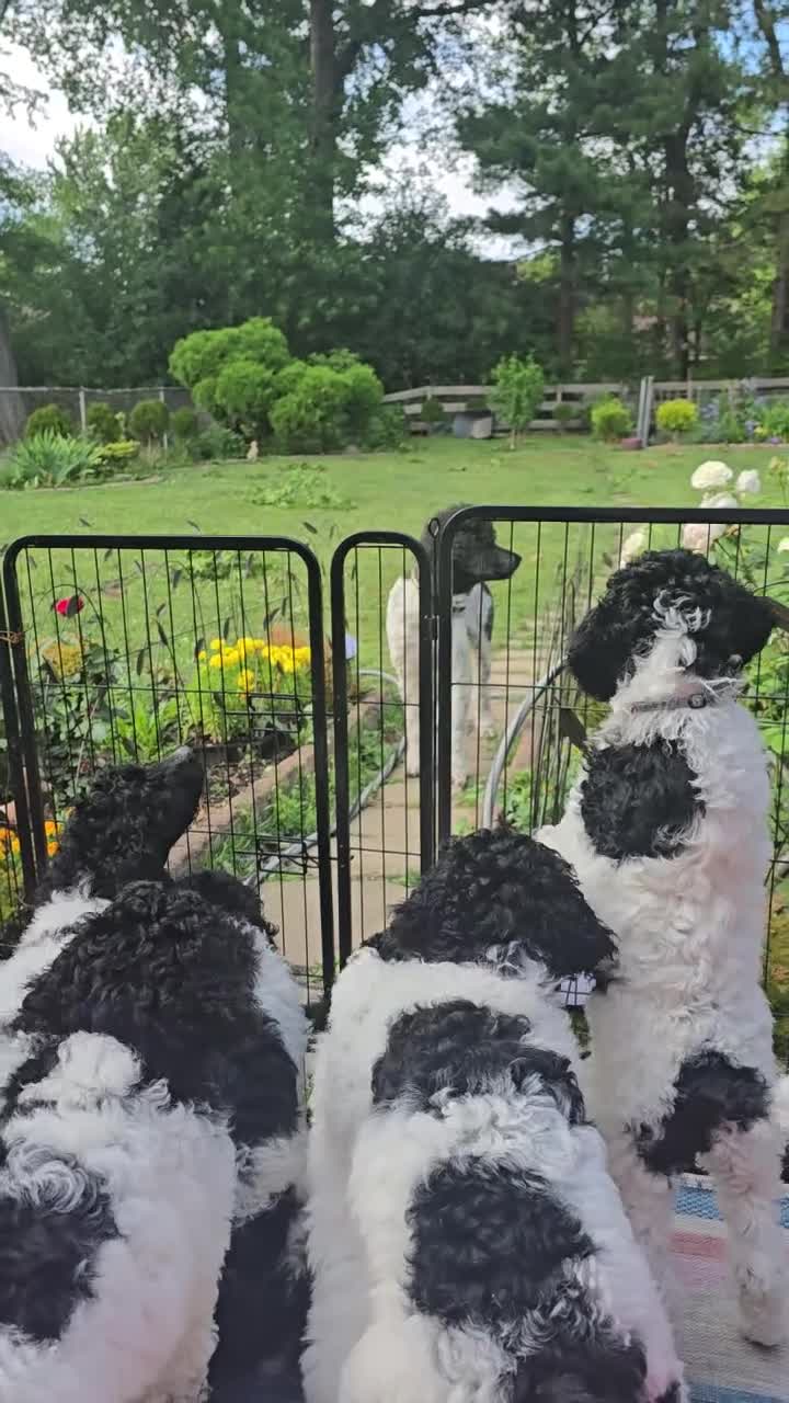 Standard Poodle dogs for sale: Oriel - Video 1