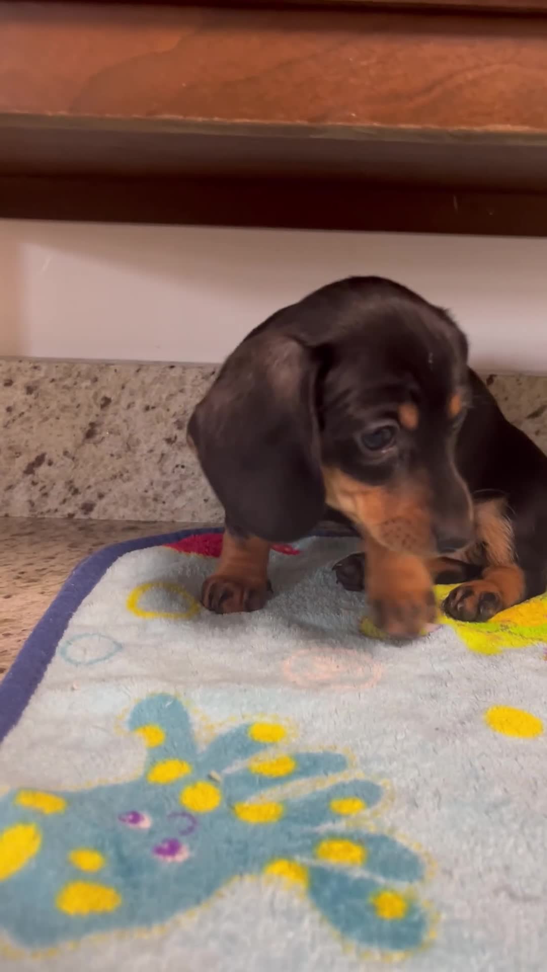 Miniature Dachshund dogs for sale: Aurora  - Video 1