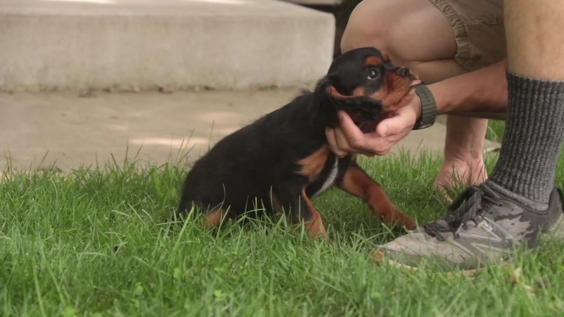 Cavalier King Charles Spaniel dogs for sale: Loki Cavalier King Charles Spaniel - Video 1