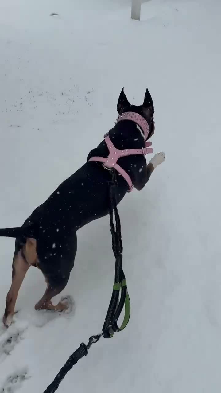 Mixed Breed dogs for sale: Mixed Breed 3 - Video 3