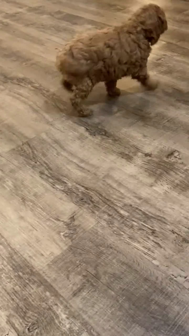 Labradoodle dogs for sale: Maverick - Video 1