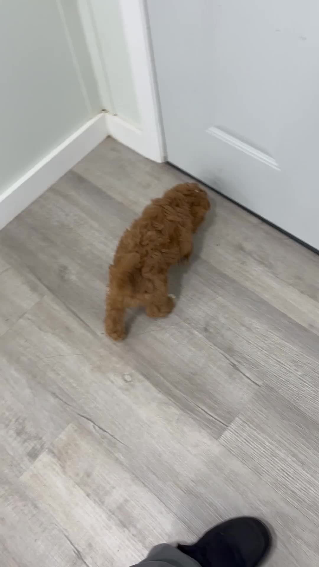 Cavapoo dogs for sale: Asher - Video 1