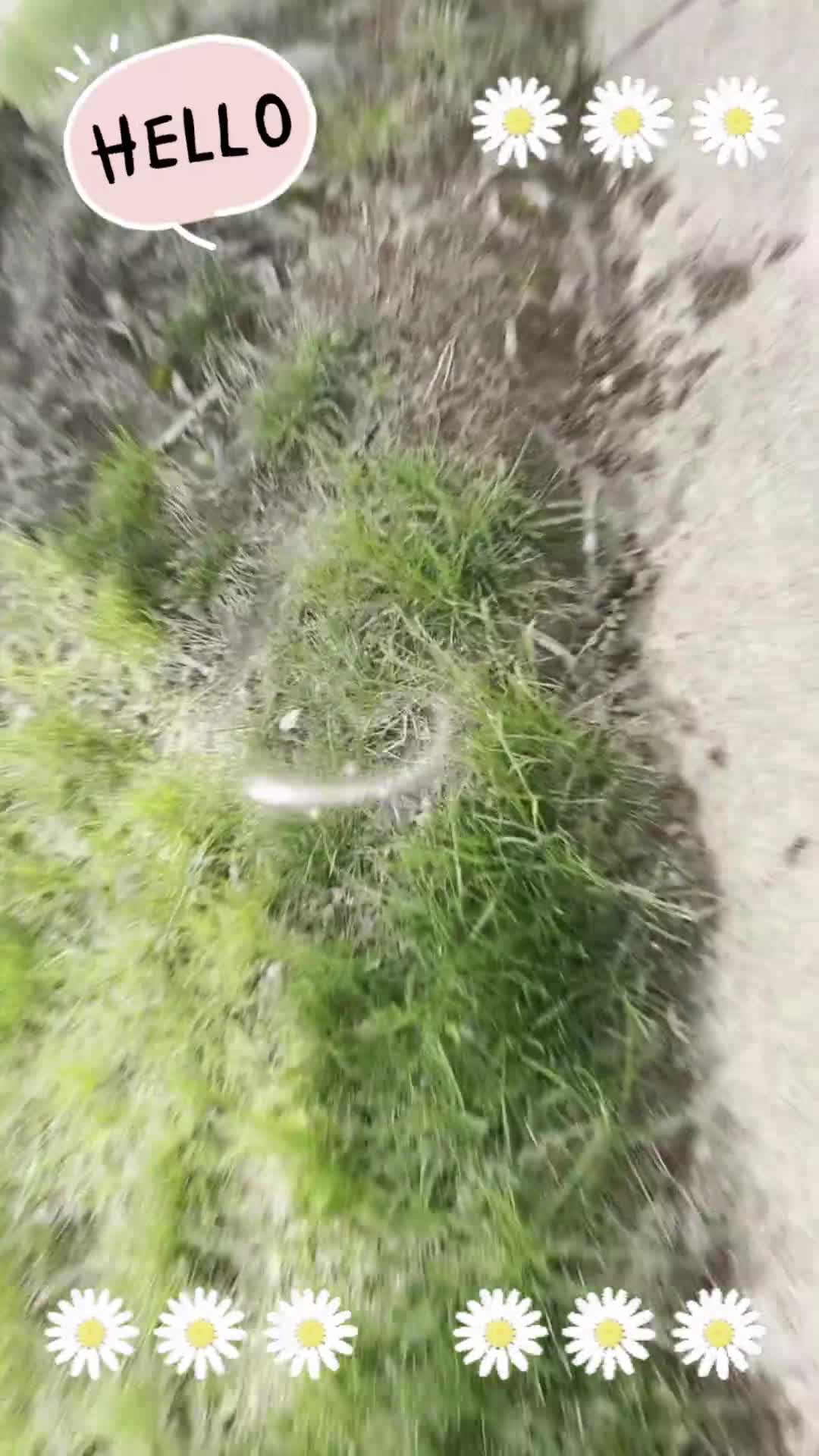 Toy Poodle dogs for sale: Pepper - Video 1