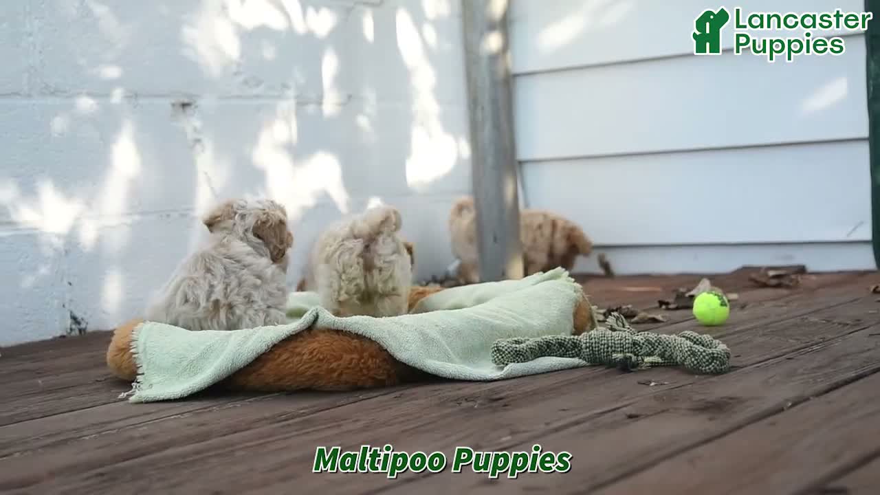 Maltipoo dogs for sale: Lizzie - Video 1