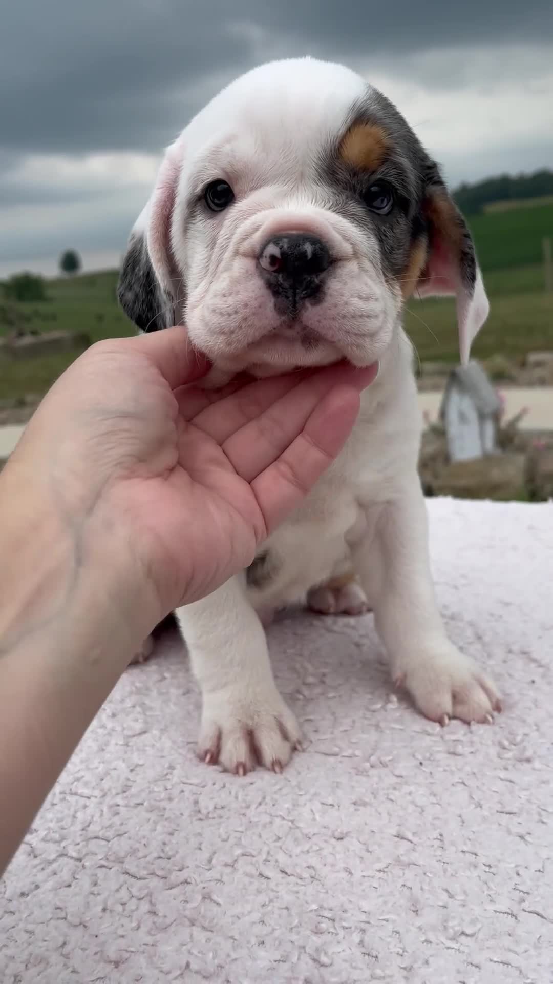 Beabull dogs for sale: Alice - Video 1