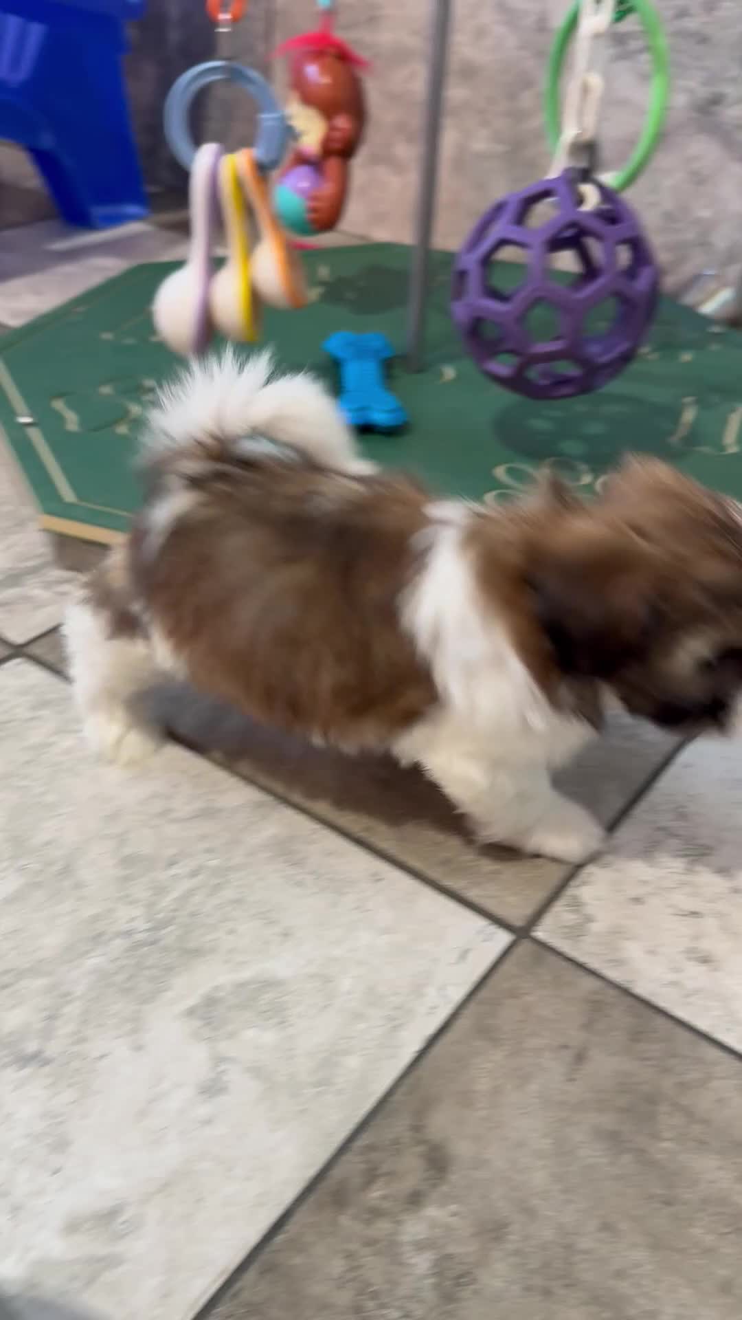 Shih Tzu dogs for sale: Mandy - Video 1