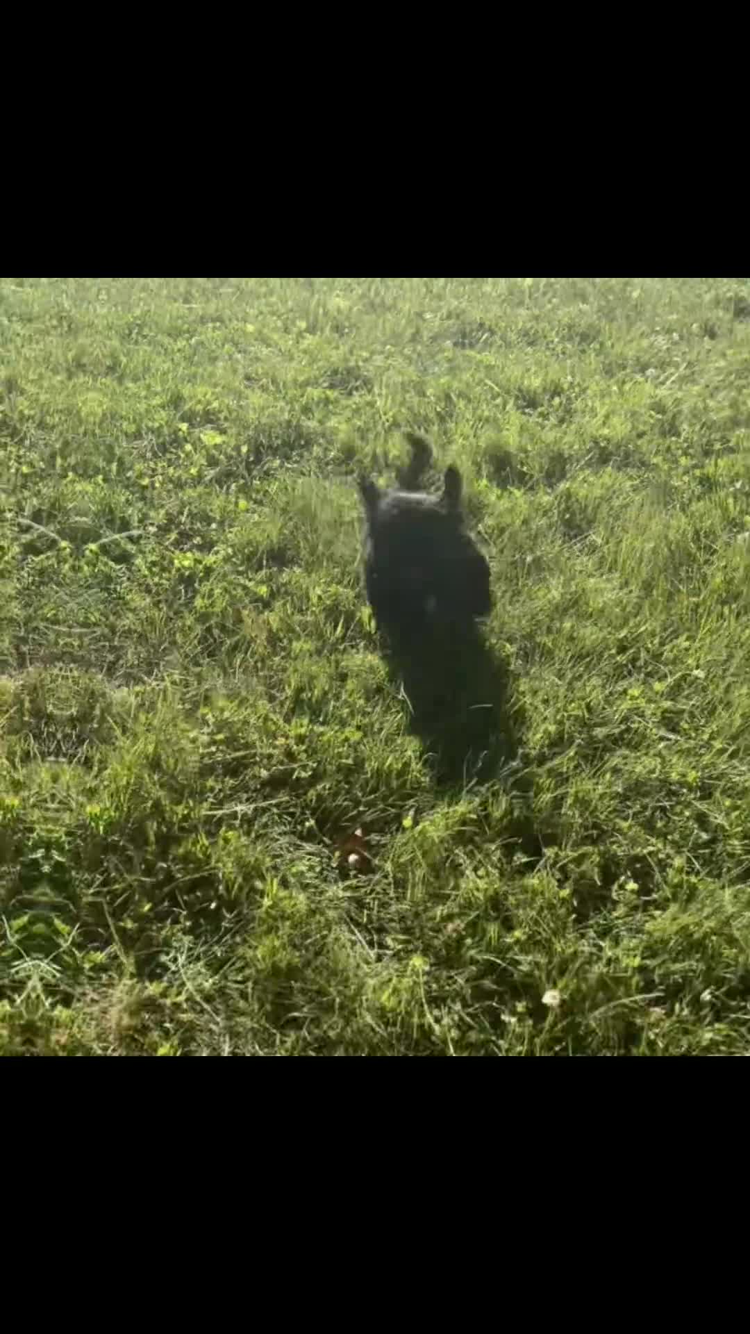 Shih Tzu dogs for sale: Luna - Video 1