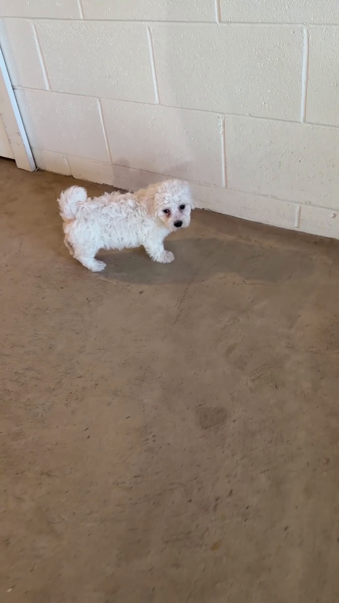 Bichon Frise dogs for sale: Annie - Video 1