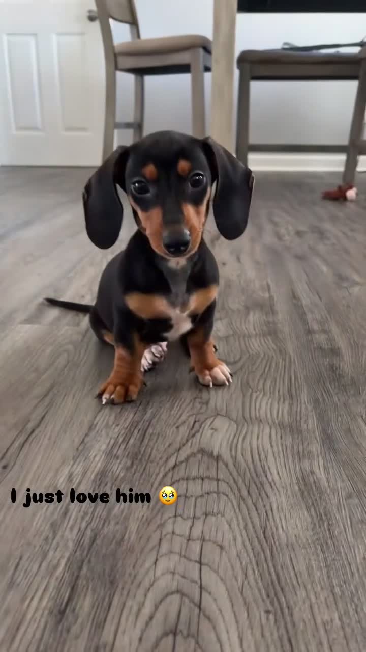 Miniature Dachshund dogs for sale: Miniature Dachshund 1 - Video 1