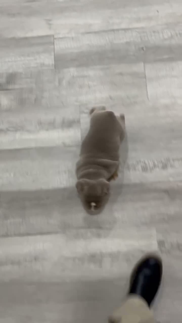 English Bulldog dogs for sale: Eleanor - Video 1