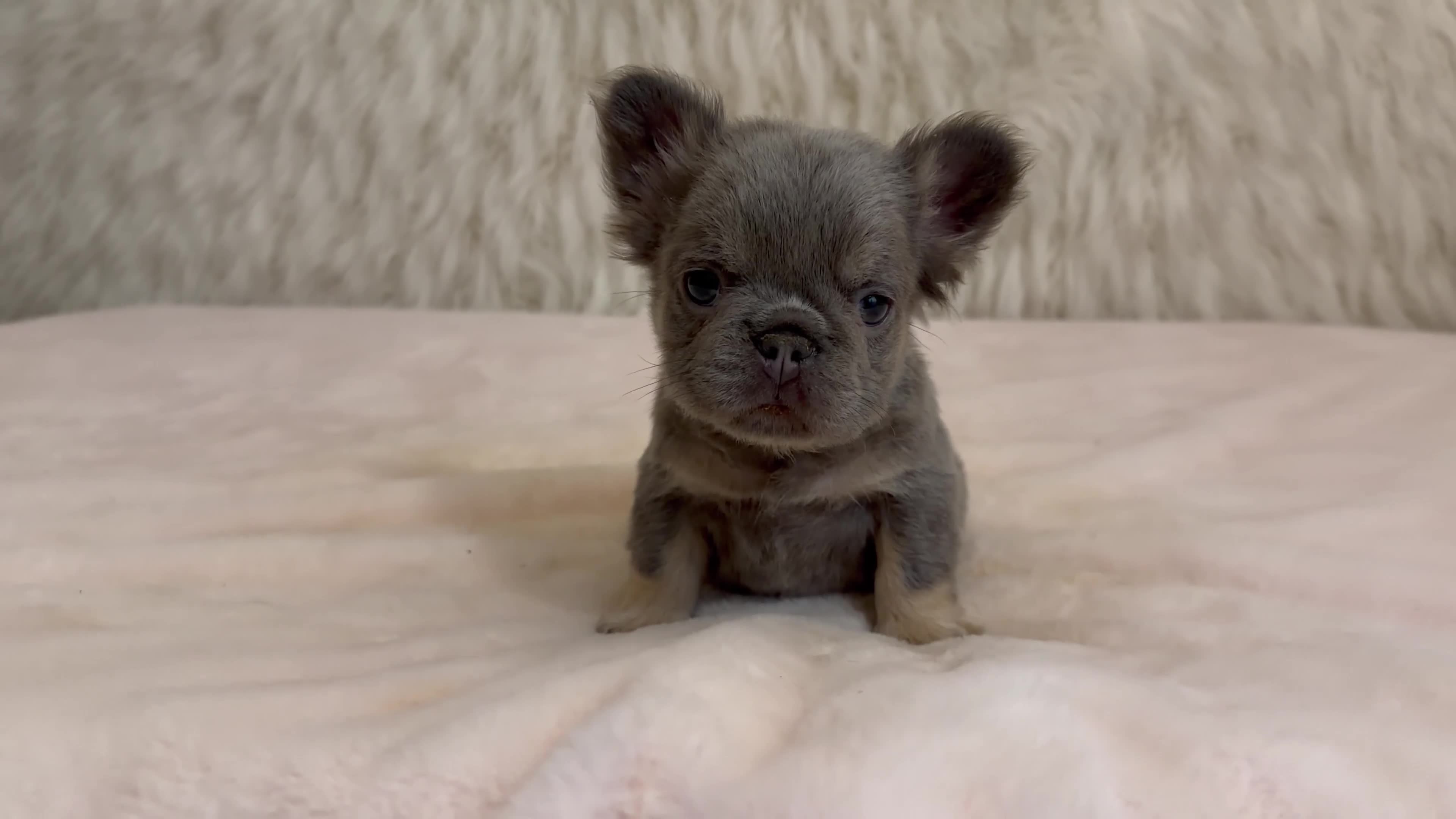French Bulldog dogs for sale: French Bulldog Puppy 3 - Video 1