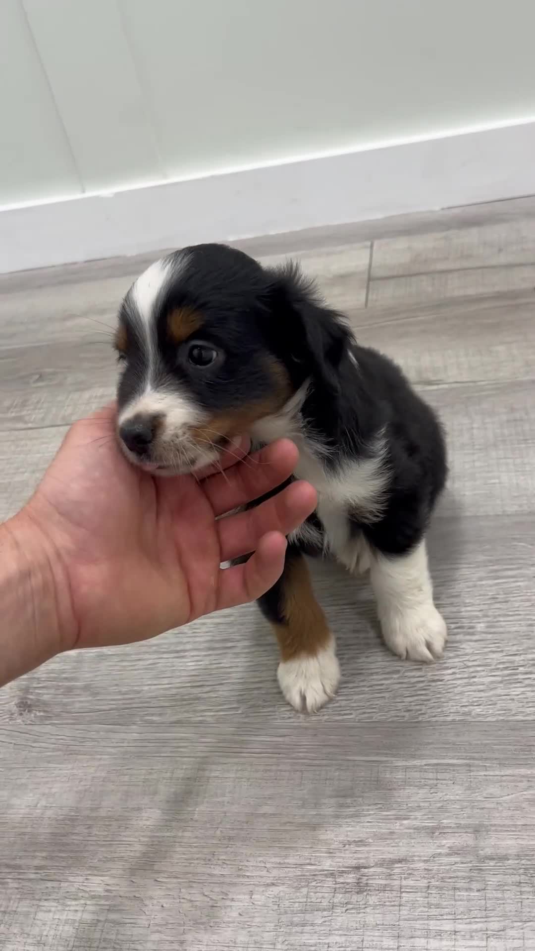Miniature Australian Shepherd dogs for sale: Dawn - Video 1