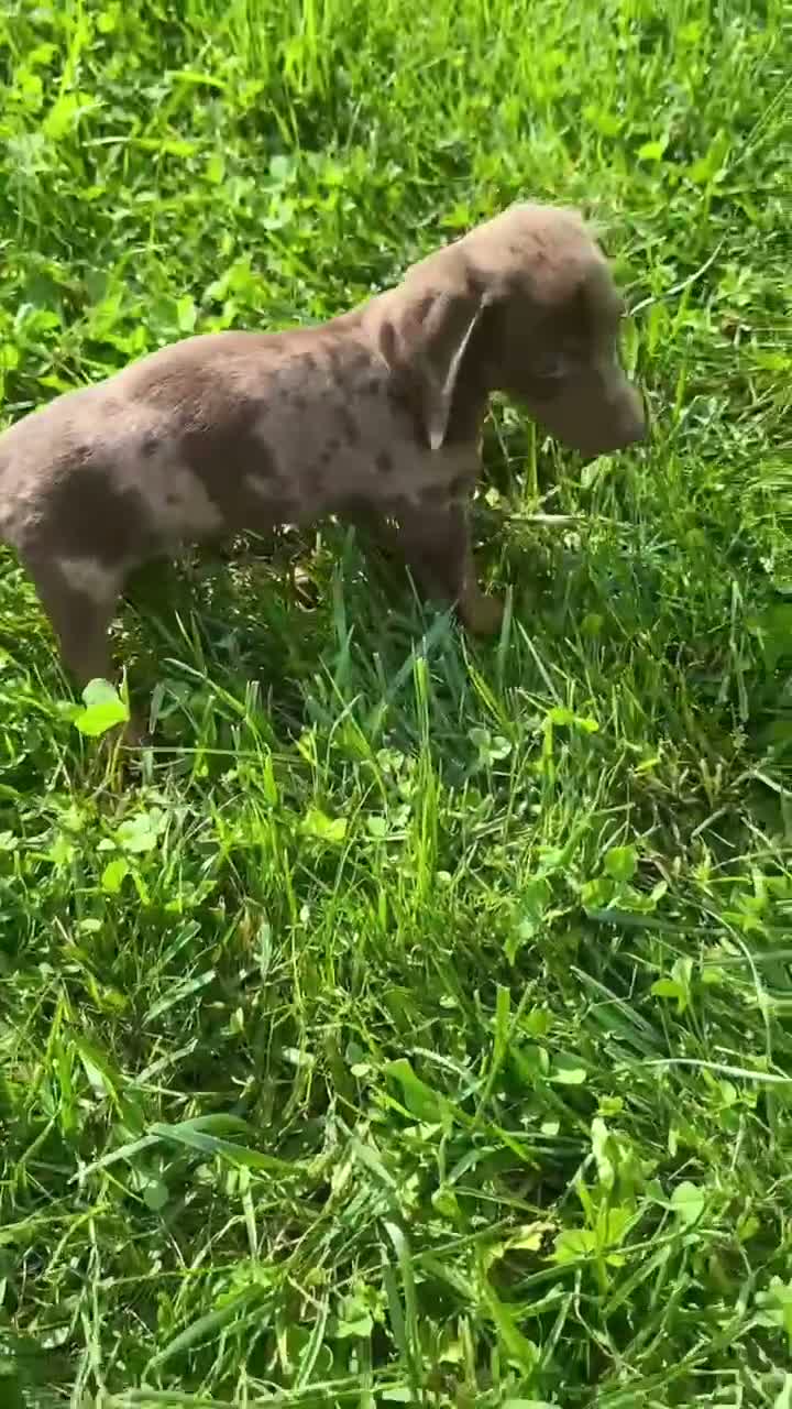 Miniature Dachshund dogs for sale: Miniature Dachshund 2 - Video 1
