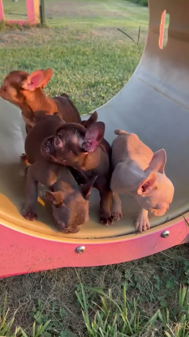 French Bulldog dogs for sale: French Bulldog 2 - Video 1