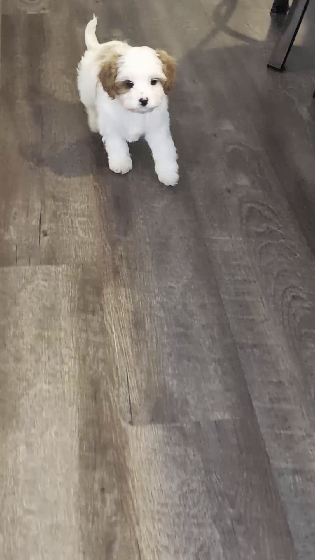 Cavapoo dogs for sale: Jasper  - Video 1