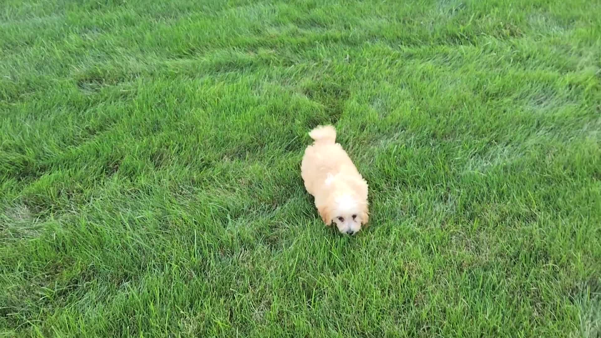 Havapoo dogs for sale: Ace - Video 1