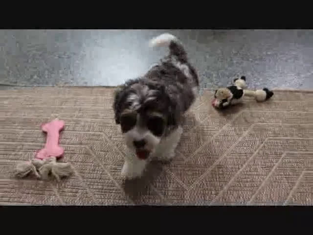 Mini Goldendoodle dogs for sale: Hunter - Video 1