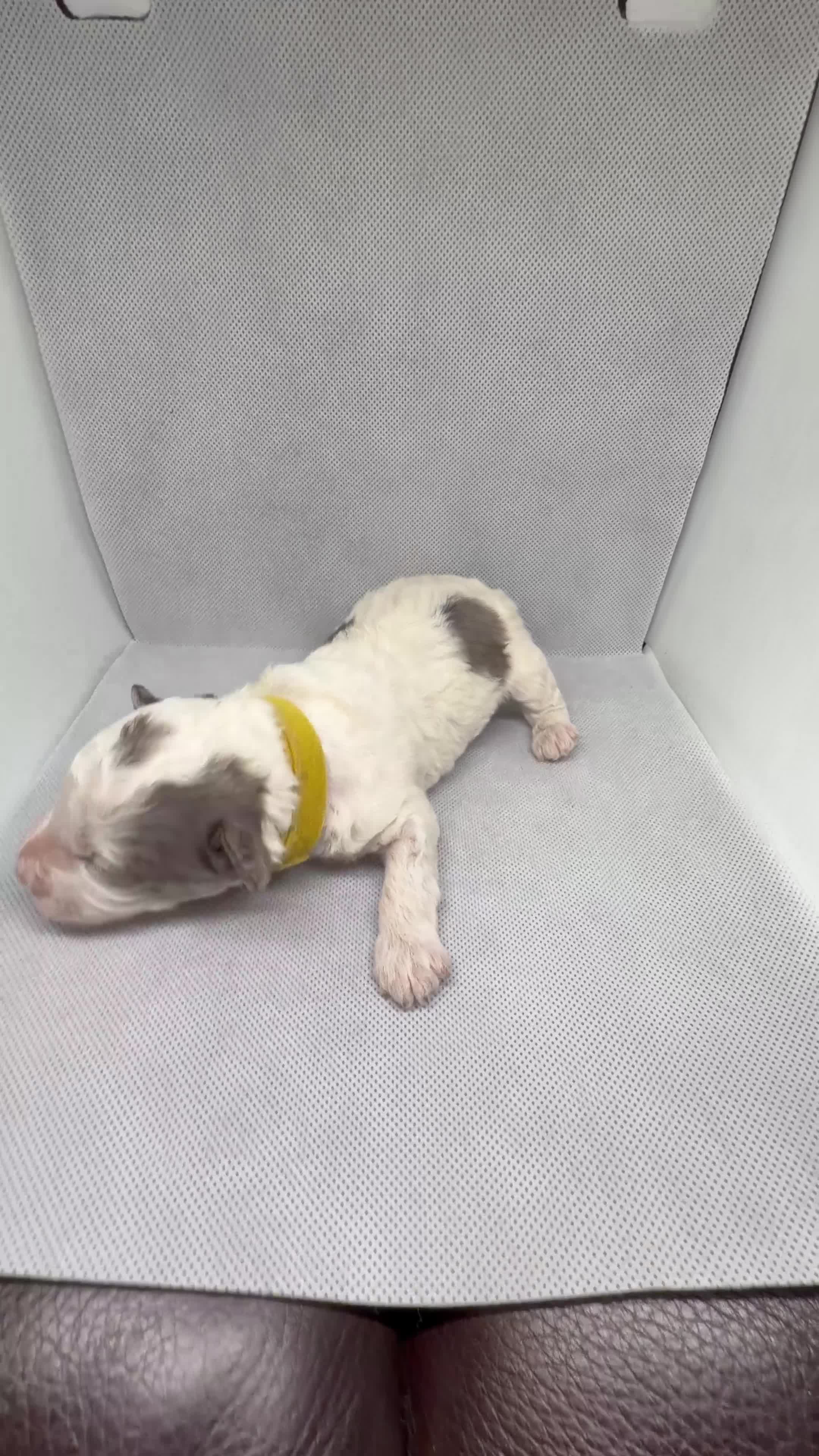 Mini Goldendoodle dogs for sale: Magic - Video 1