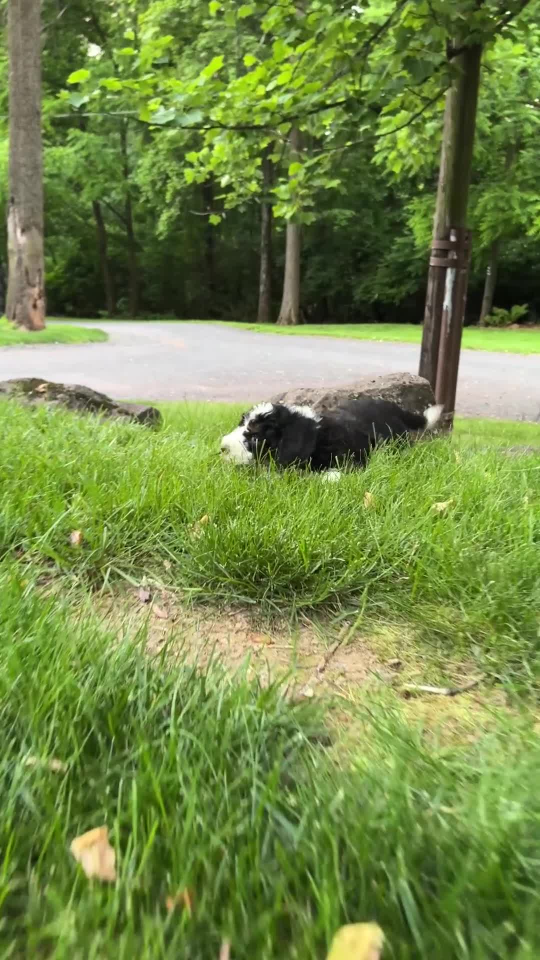 Mini Bernedoodle dogs for sale: Cooper - Video 2