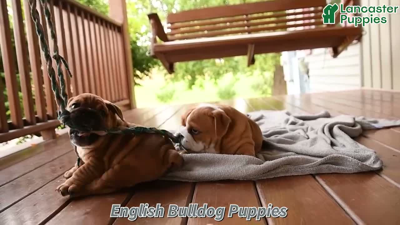 English Bulldog dogs for sale: Finn - Video 1