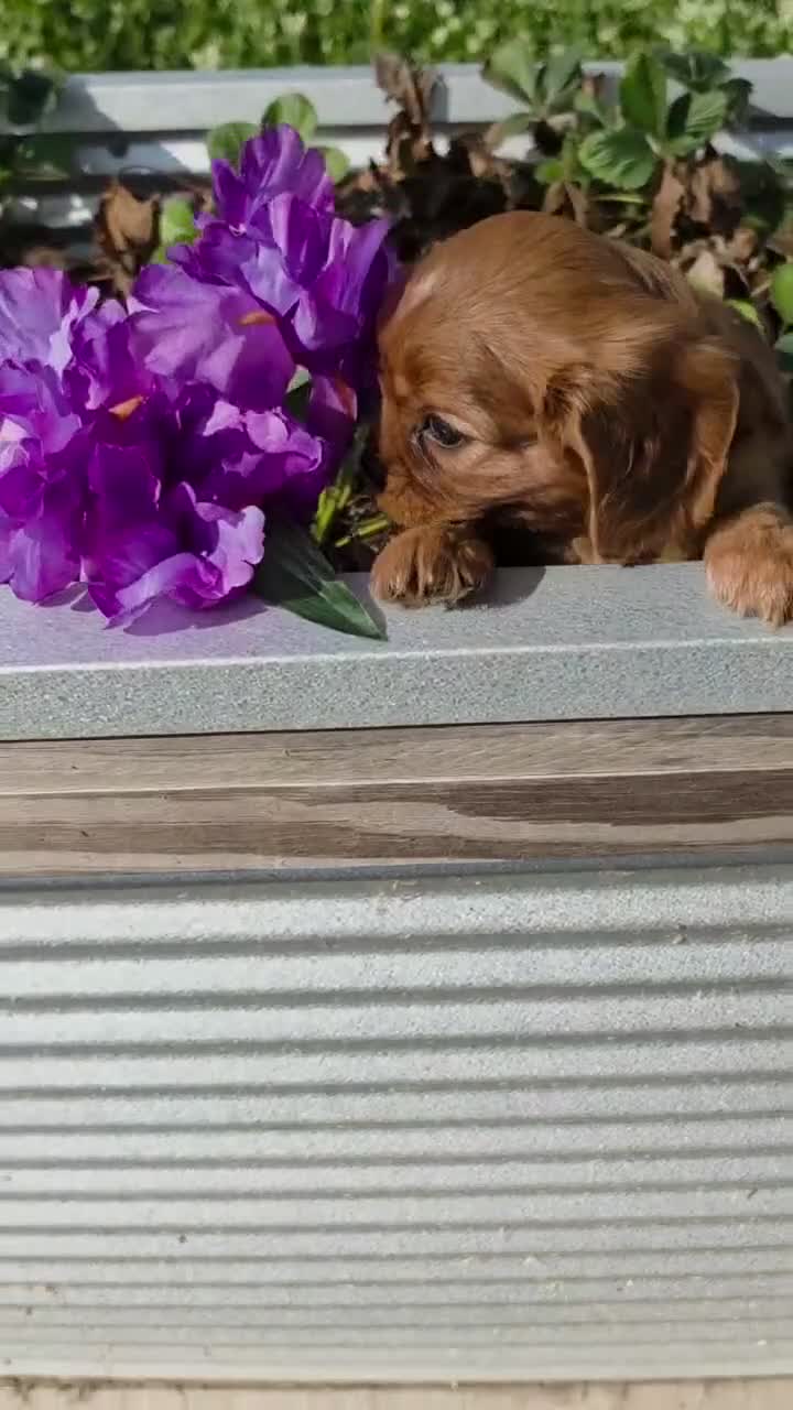 Cavalier King Charles Spaniel dogs for sale: Cavalier King Charles Spaniel 2 - Video 1