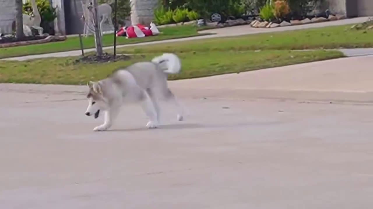 Alaskan Malamute dogs for sale: Xiao Lv - Video 2