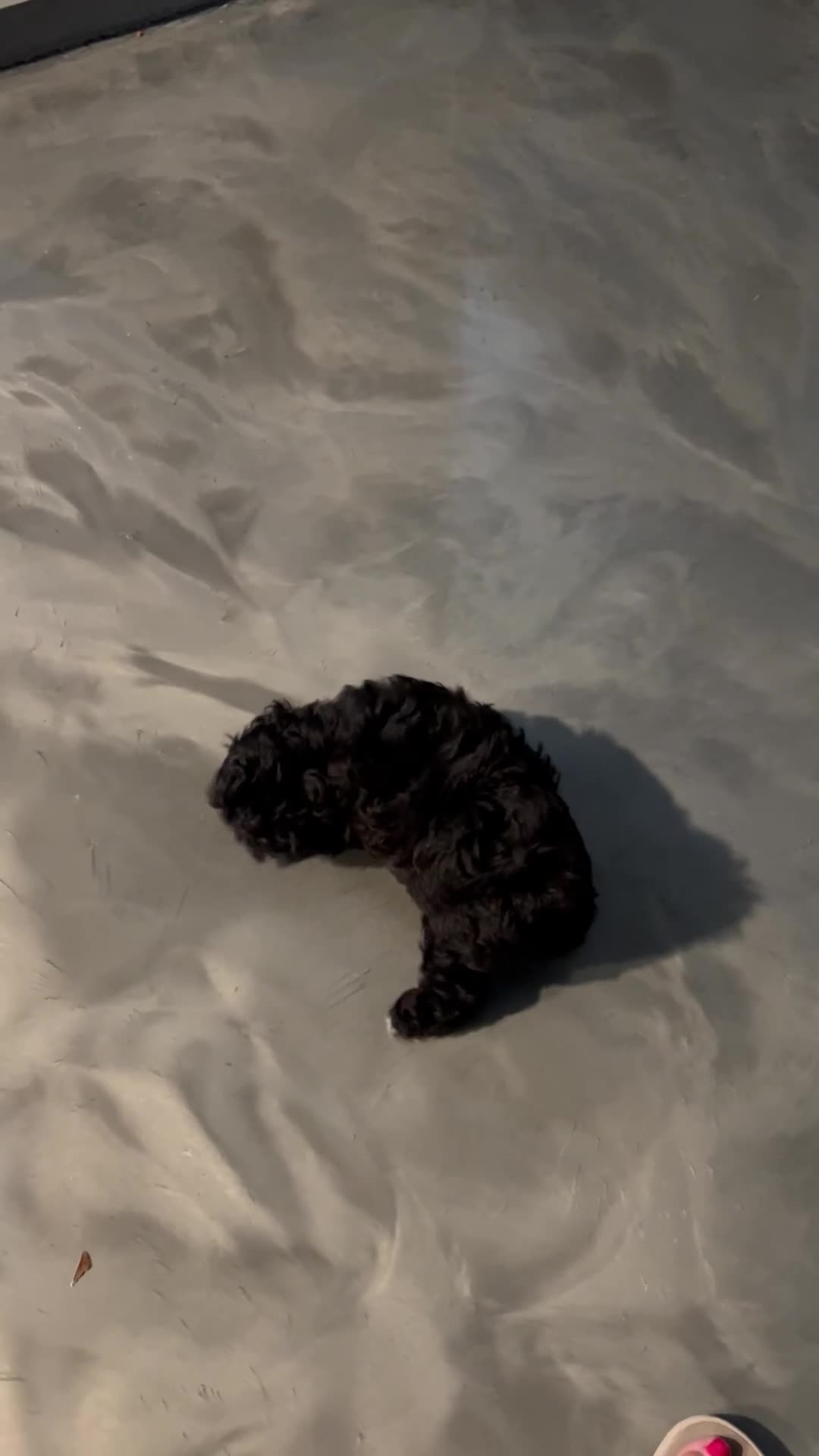 Shihpoo dogs for sale: Shihpoo 2 - Video 1