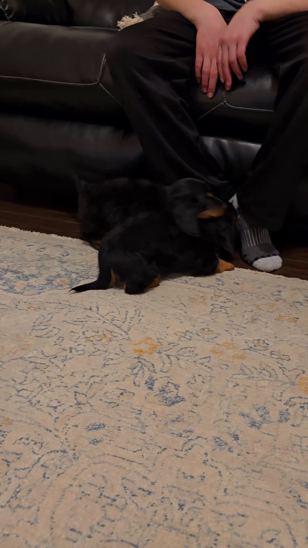 Miniature Dachshund dogs for sale: Tucker  - Video 1
