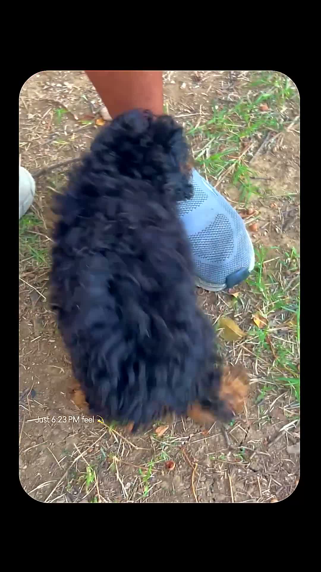 Toy Poodle dogs for sale: Toy Poodle 1 - Video 1