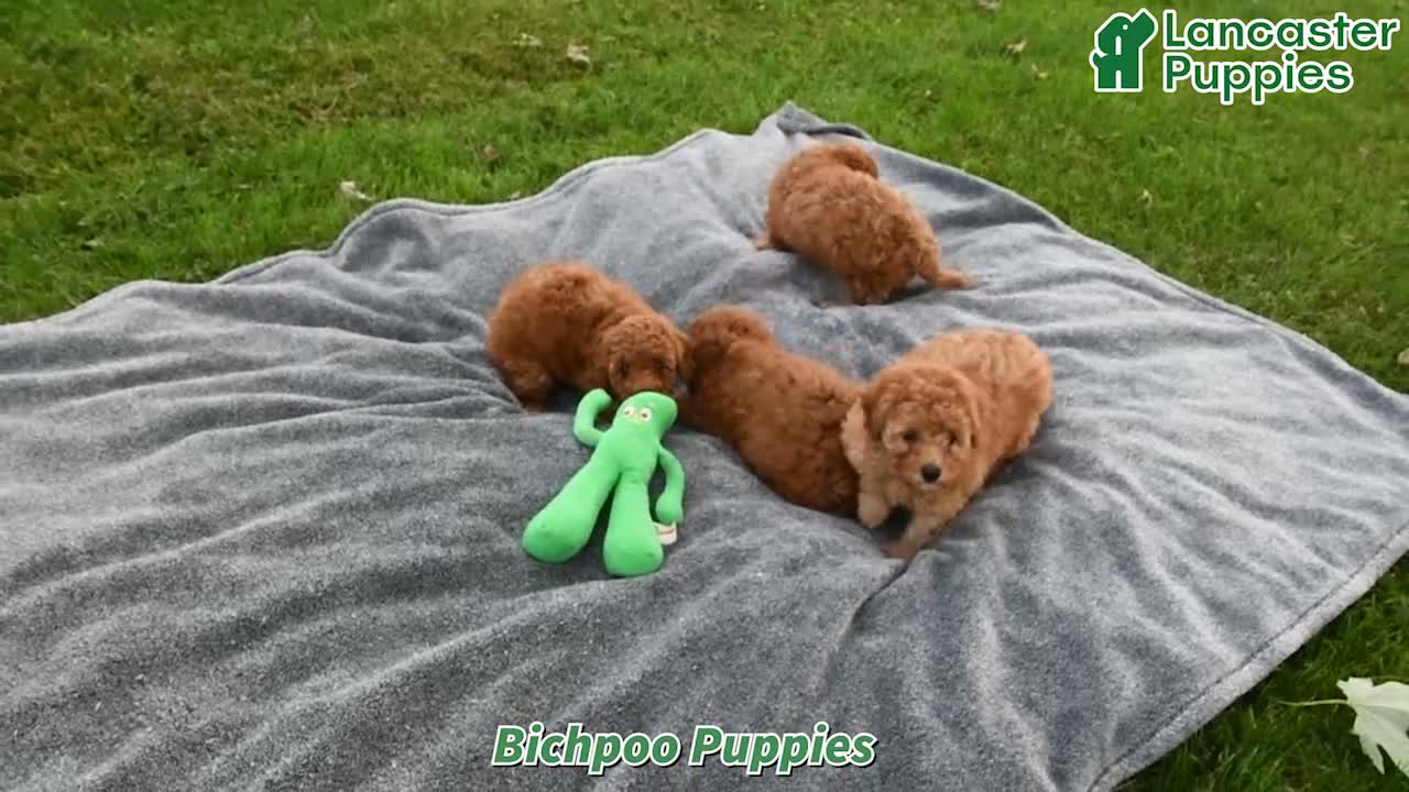 Bichpoo dogs for sale: Theo - Video 1
