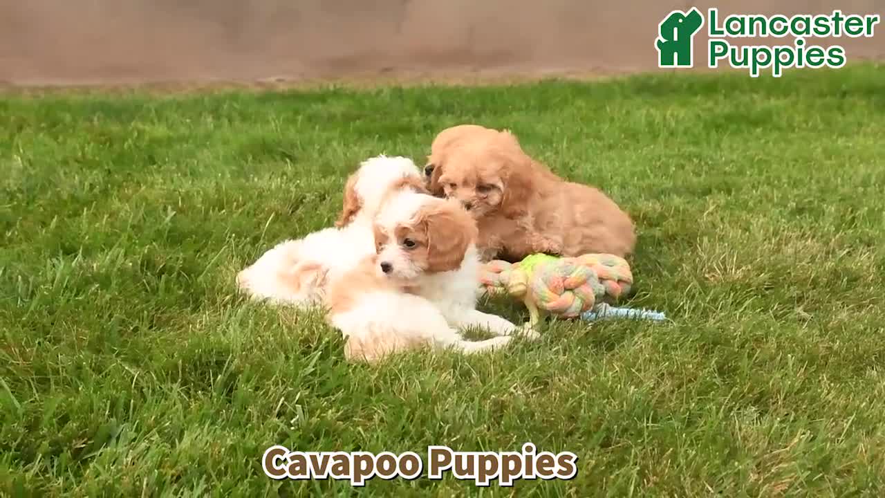 Cavapoo dogs for sale: Charlie  - Video 1