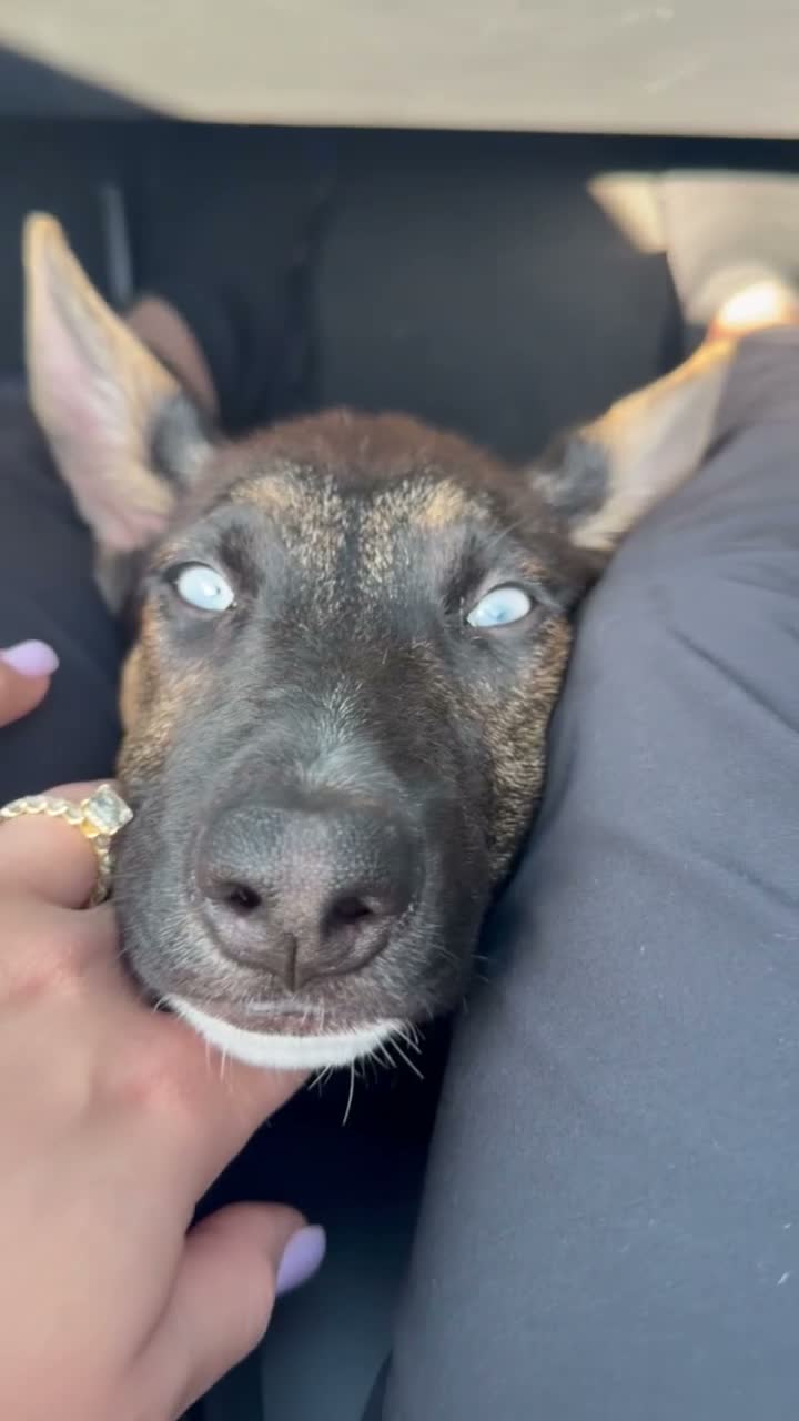 Mixed Breed dogs for sale: Mixed Breed 1 - Video 1