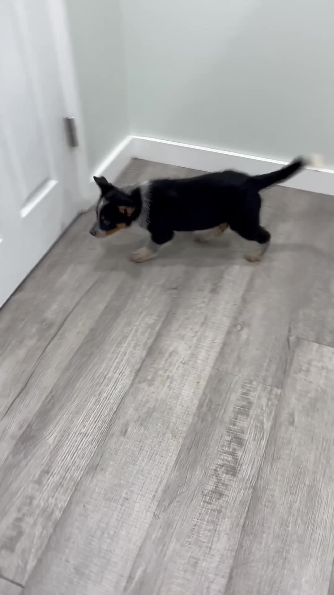 Australian Cattle Dog dogs for sale: Rocky - Video 1