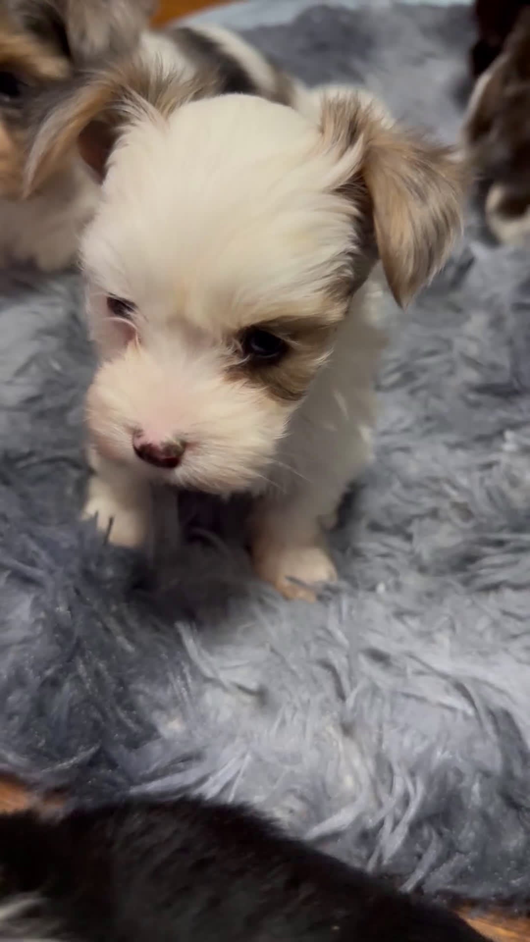 Yorkshire Terrier dogs for sale: Diamond  - Video 1