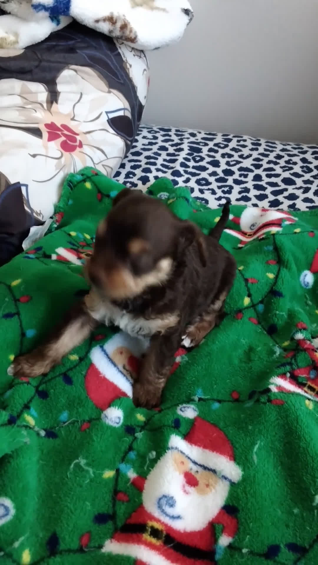 Mixed Breed dogs for sale: Bebe - Video 1