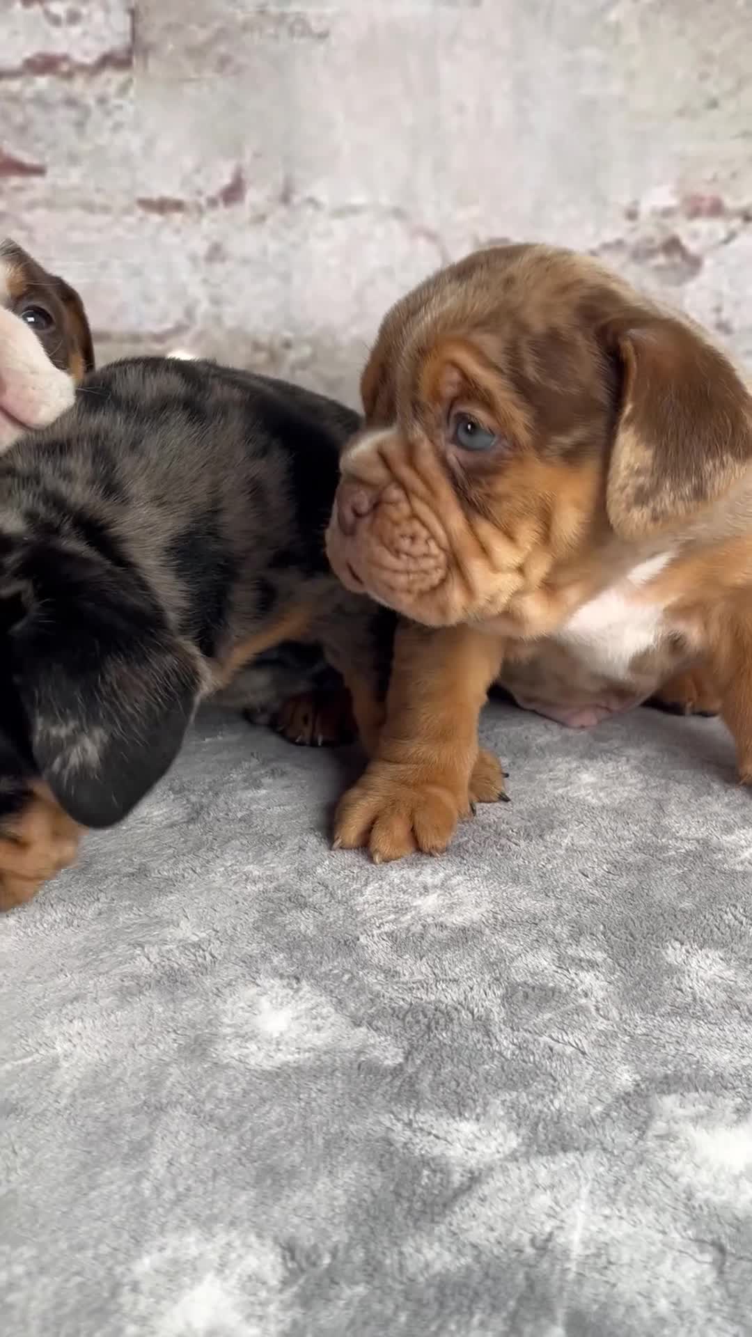 Beabull dogs for sale: Graham - Video 2