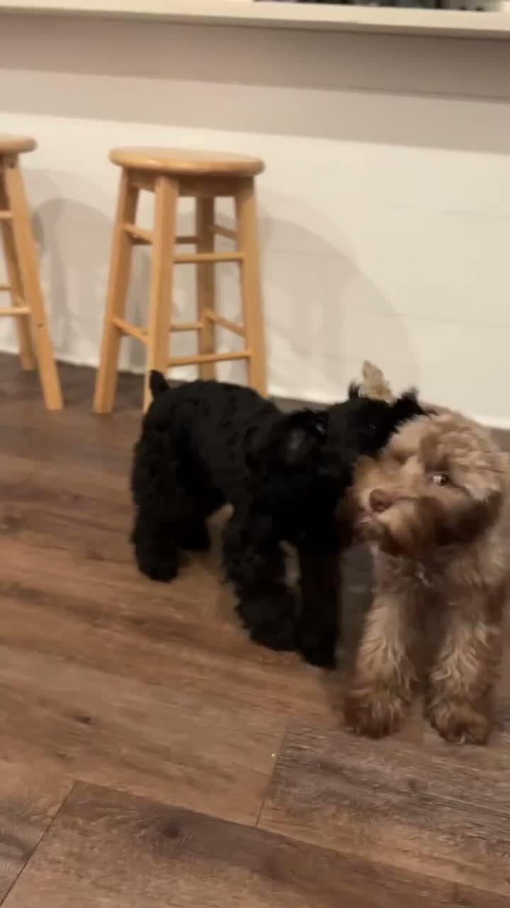 Schnoodle dogs for sale: Schnoodle 1 - Video 1